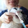 BESTonZON Soft Double-Sided Pet Toothbrush view 2