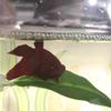 Betta Fish Hammock view 2