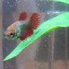 Betta Fish Hammock view 3