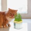 Generic Cat Growth Box for Seeds 9 x 9 x 10 cm view 2