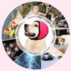 SilentWuff Dog Hearing Protection, Noise-Reducing Ear Covers view 3