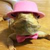 alloneslife Lizard Traction Leash Bowtie view 3
