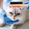 Double-Sided Dog Comb with TPR for Grooming and Massage view 3