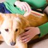 Double-Sided Dog Comb with TPR for Grooming and Massage view 4