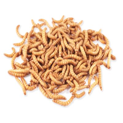 Live Mealworms 1 kg from Germany for Birds, Fish, Hedgehogs and Reptiles