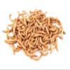 Live Mealworms 1 kg from Germany for Birds, Fish, Hedgehogs and Reptiles view 1