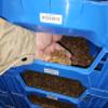 Live Mealworms 1 kg from Germany for Birds, Fish, Hedgehogs and Reptiles view 2
