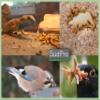Live Mealworms 1 kg from Germany for Birds, Fish, Hedgehogs and Reptiles view 4