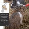 Abaodam Automatic Rabbit Water Dispenser - 5 Pack view 3