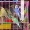 DECHOUS Automatic Bird Water Dispenser 130ml view 3