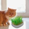 Gnrique Cat Grass Planter - Hydroponic Kit view 4