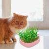 Hydroponic Catnip Tray - Whale Shape view 3