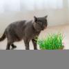 Hydroponic Catnip Tray - Whale Shape view 4