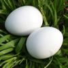 Ciieeo Artificial Pigeon Eggs to Encourage Brooding Behavior, 28 Pieces, White view 3
