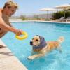 Dog Ear Protection Hood for Pets view 2