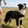 Adjustable Warming Recovery Bandage for Dogs view 3