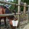 Adjustable Nylon Bucket Straps with Carabiner Hooks for Horses view 4