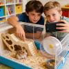 Hamster Climbing Toy with Tunnel and Bridge for Small Pets view 2