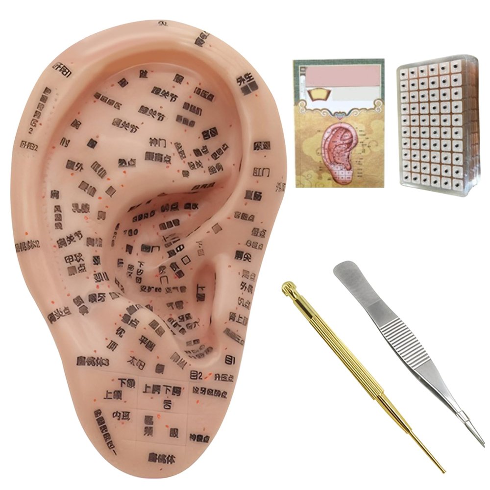 Ear Seed Acupuncture Set with 7.5-Inch Ear Model