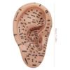 Ear Seed Acupuncture Set with 7.5-Inch Ear Model view 2