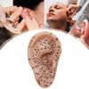 Ear Seed Acupuncture Set with 7.5-Inch Ear Model view 4