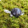 Jinymral 250g Turtle Moss Substrate view 2