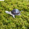 Jinymral 250g Turtle Moss Substrate view 4