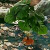 Toddmomy Artificial Reptile Terrarium Plant view 2