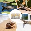 Gecko Feeding Dish with Magnetic Feeder and 10 Cups view 4