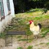 jojofuny Rutin Black Iron Chicken Platform with Feeder Holder view 3
