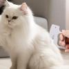 Cat Comb for Tangles - 2-Piece Pet Hair Removal Tool view 3