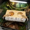 Removable Resin Feeding Dish for Crested Geckos view 2