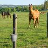 Adjustable Horse Feed Strap, Reusable, 3-Piece Nylon Set view 3