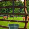 Adjustable Horse Feed Strap, Reusable, 3-Piece Nylon Set view 4
