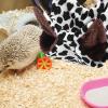 Homoyoyo Warm Cotton Guinea Pig Bed with Comfortable Chinchilla Hammock for Small Pets view 2