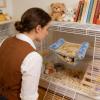 Generic Hamster Hammock view 4