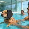 Dog Ear Protection Head Cover for Cold Weather and Noise Reduction view 3