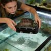 Turtle Waste Collector with Viewing Window view 2