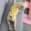 Dog Diaper Pants with Suspenders, Yellow, M view 1