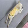 Dog Diaper Pants with Suspenders, Yellow, M view 2