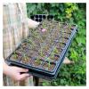 Seilosbox 10-Pack Black Plastic Seedling Trays, 21/32/50/75 Holes view 4