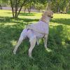 Dog Diapers, Washable Physiological Hygiene Shorts, Menstrual Underwear (Size S) view 3