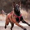 Ergonomic Adjustable Dog Training Harness view 4