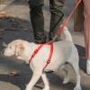 YARNOW Stainless Steel Shock Absorbing Leash Spring view 4