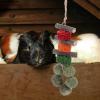 INOOMP Natural Chew Toys for Small Animals view 3