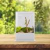 NUOBESTY Acrylic Breeding Container for Praying Mantises view 4