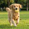 PASHOP Dog Treat Ball, 8cm Food Dispenser for Medium and Large Dogs view 4