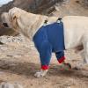 Adjustable Cotton Elbow Callus Protectors for Dogs view 3