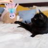 NUOBESTY Plush Octopus Cat Toy, Interactive and Self-Entertaining view 4
