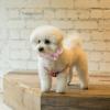 YARNOW Cooling Collar for Dogs with Bowtie view 4